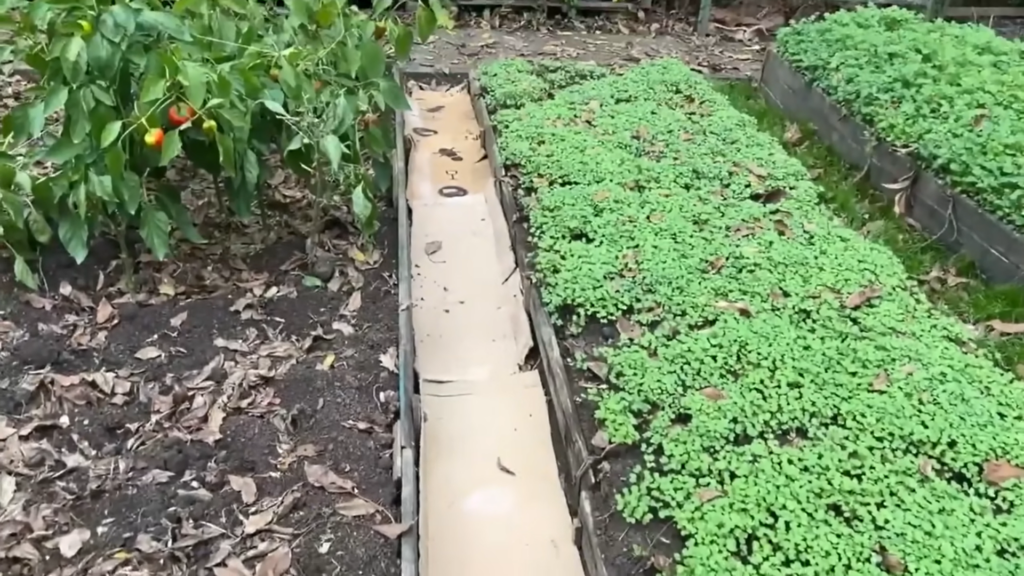 Картон на грядках - настоящий тренд! Картон на грядках - настоящий тренд!