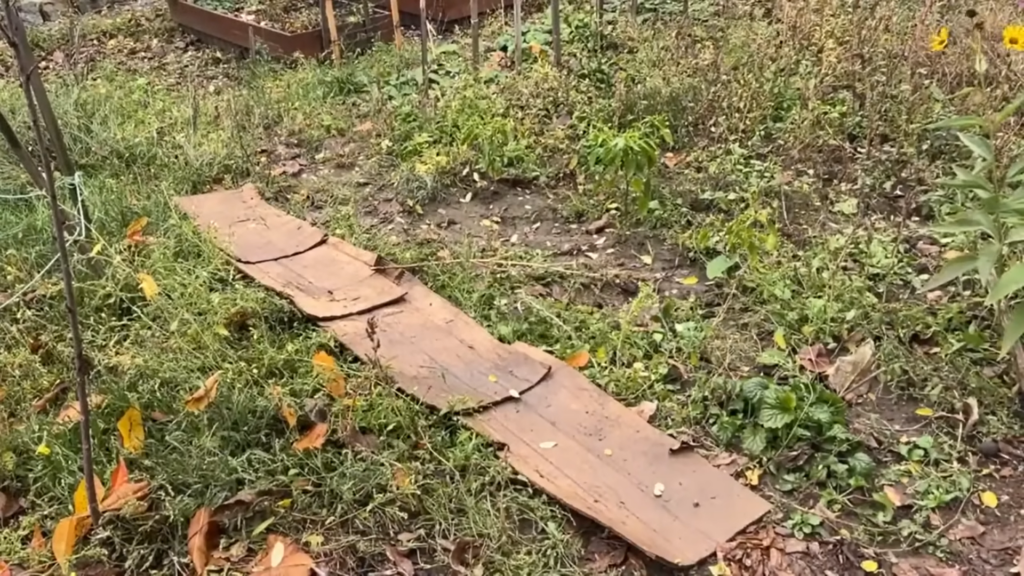 Картон на грядках - настоящий тренд! Картон на грядках - настоящий тренд!