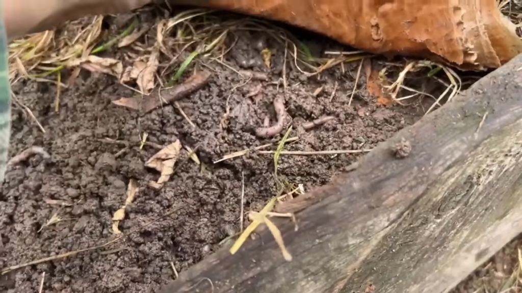 Картон на грядках - настоящий тренд! Картон на грядках - настоящий тренд!