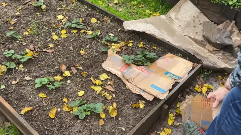 Картон на грядках - настоящий тренд!