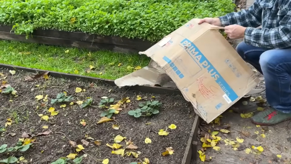 Картон на грядках - настоящий тренд! Картон на грядках - настоящий тренд!