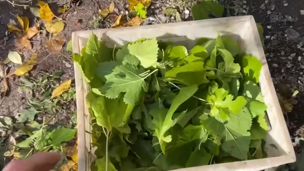 Картон на грядках - настоящий тренд!