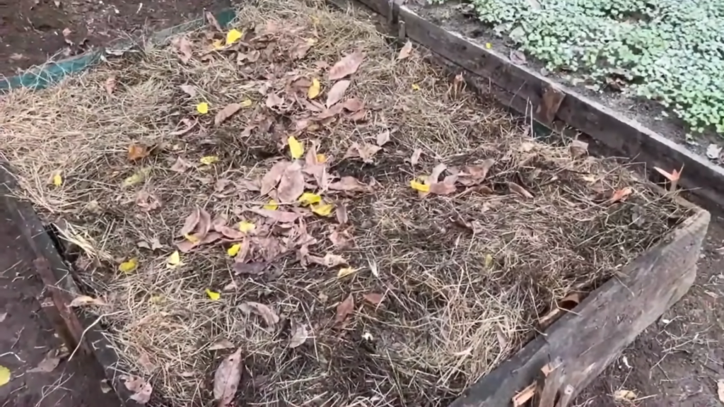 Картон на грядках - настоящий тренд! Картон на грядках - настоящий тренд!